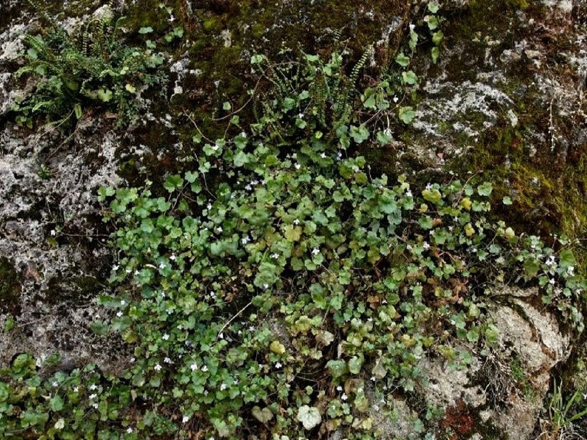 Cymbalaria muralis (Plantaginaceae)